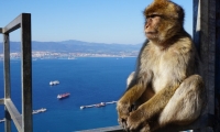 Gita di 1 giorno a Gibilterra con partenza da Cabanas de Tavira